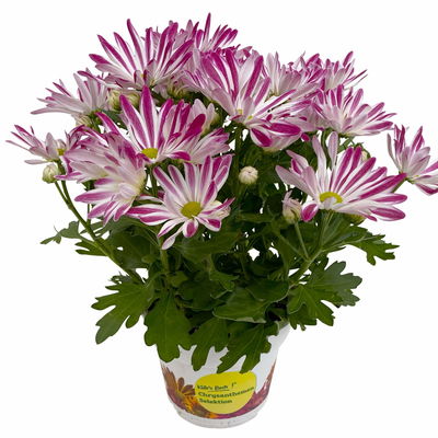 Chrysanthemen 'Rainbow Carousel', lila-weiß, Topf-Ø 14 cm, 4 Pflanzen Chrysanthemen 'Rainbow Carousel', lila-weiß, Topf-Ø 14 cm, 4 Pflanzen