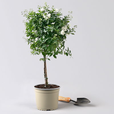 Sommerjasmin weiß, Stämmchen, Topf 17/19 cm Ø, Höhe ca. 75 cm