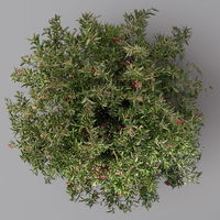 Grevillea Hybride 'Poorinda Rondeau' rosa-weiß, Topf-Ø 19 cm,  Höhe ca. 35 cm