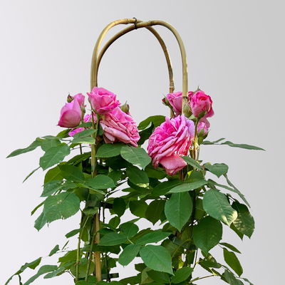 Englische Rose 'Gertrude Jekyll' (Ausbord), rosa, Doppelbogen, Topf 10 Liter Englische Rose 'Gertrude Jekyll' (Ausbord), rosa, Doppelbogen, Topf 10 Liter