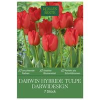 Darwin-Tulpe 'Darwidesign®',rot, 7 Blumenzwiebeln