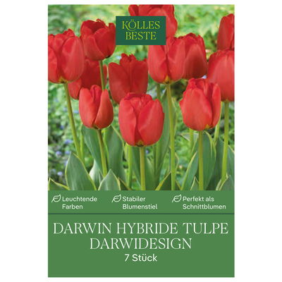 Kölles Beste Darwin-Tulpe 'Darwidesign®', rot, 7 Blumenzwiebeln Kölles Beste Darwin-Tulpe 'Darwidesign®', rot, 7 Blumenzwiebeln