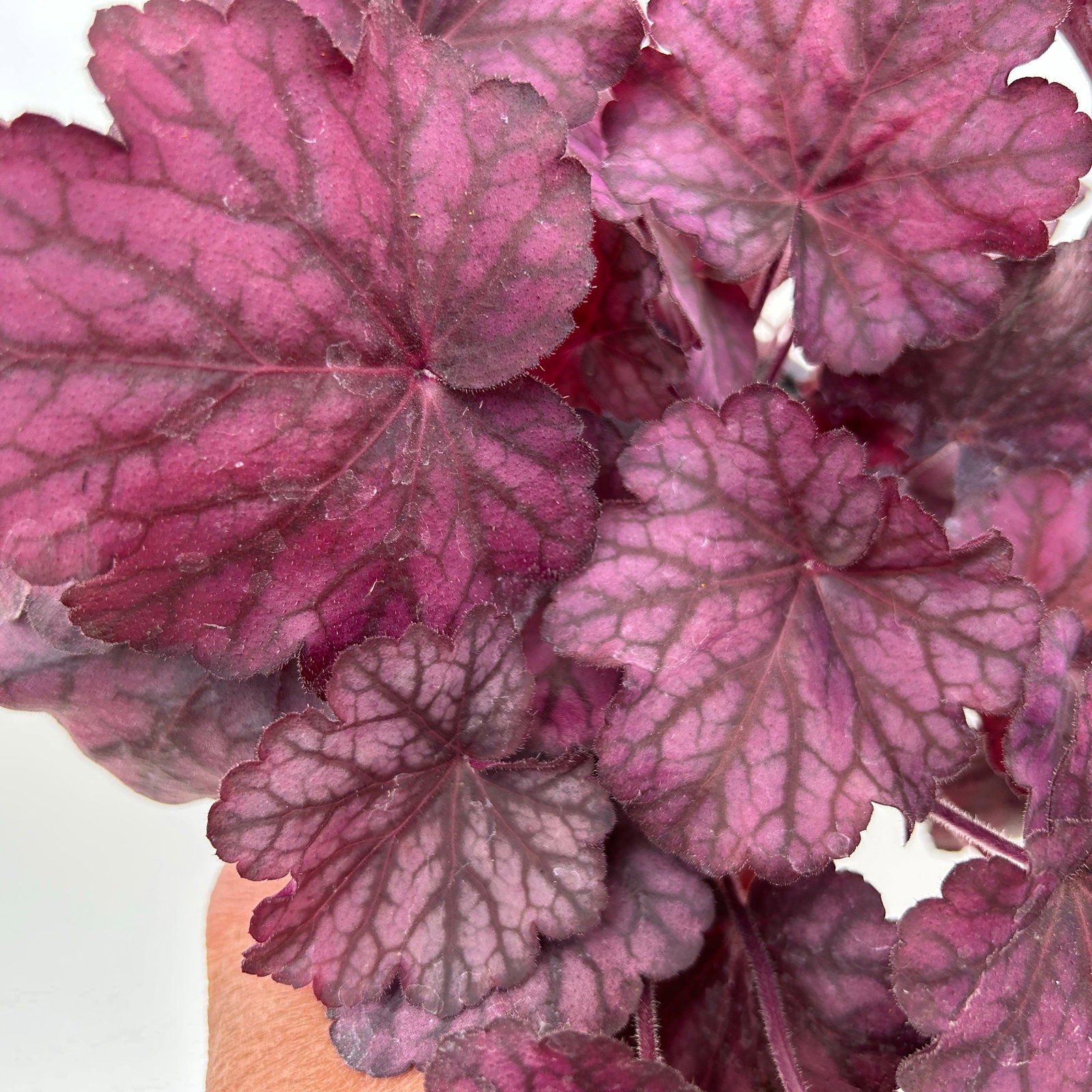 Bio Purpurglöckchen 'Wild Rose', violett, Topf-Ø 12 cm, 3 Pflanzen