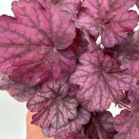 Bio Purpurglöckchen 'Wild Rose', violett, Topf-Ø 12 cm, 3 Pflanzen