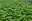 Wasserstern / Callitriche palustris