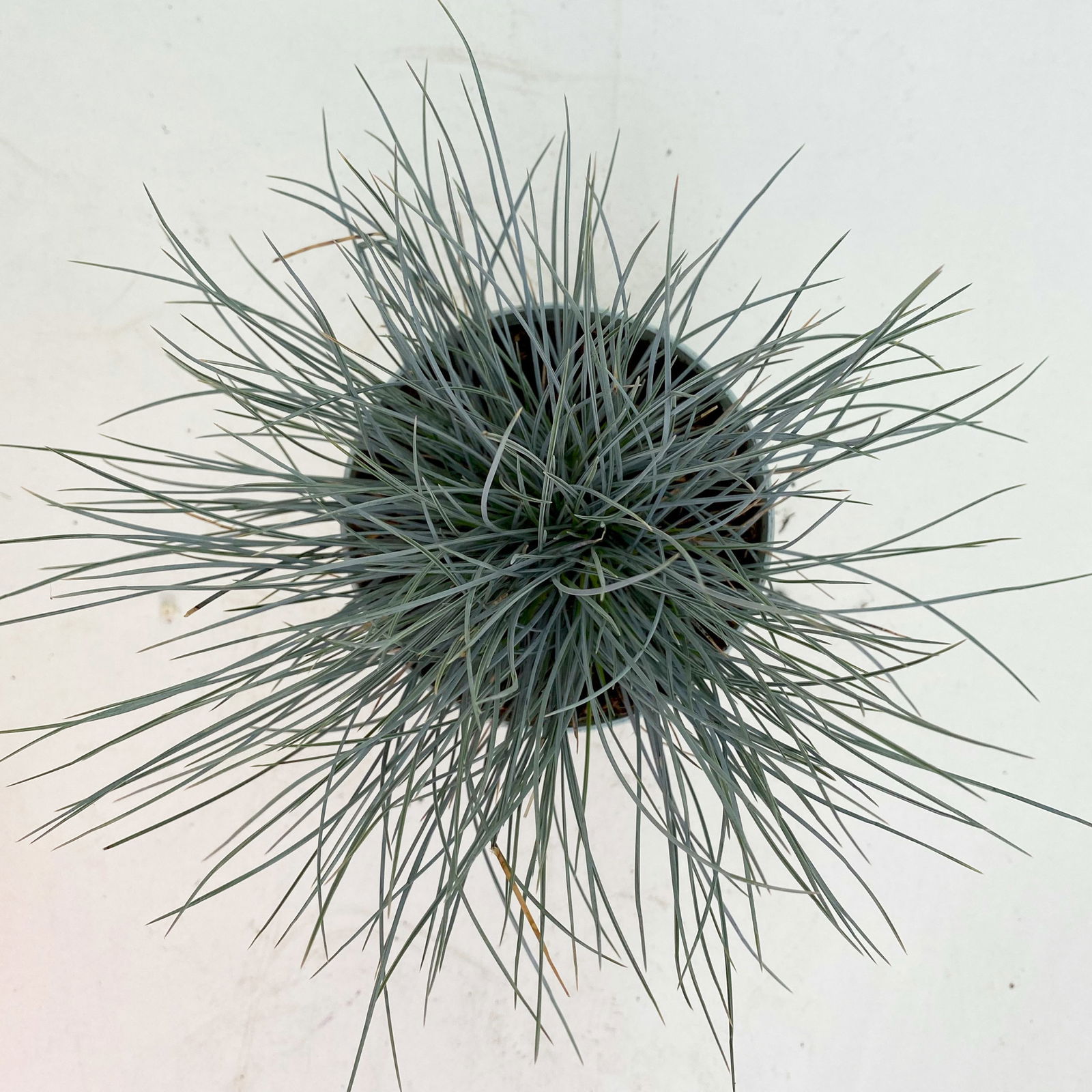 Blauschwingel 'Compact Blue', Topf-Ø 10,5 cm, 6 Pflanzen