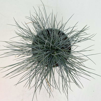 Blauschwingel 'Compact Blue', Topf-Ø 10,5 cm, 6 Pflanzen