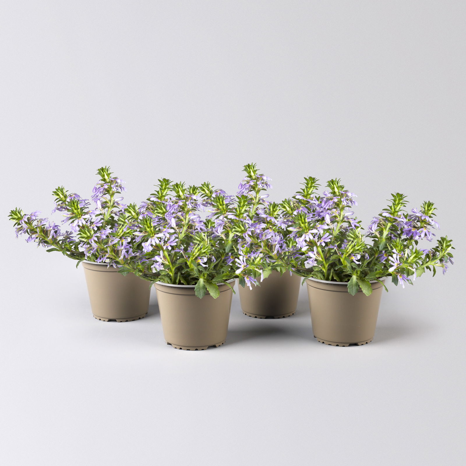 Fächerblume 'Touch™ Indigo' blau, Topf-Ø 12/14 cm, 4er-Set