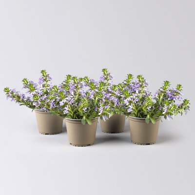 Fächerblume 'Touch™ Indigo' blau, Topf-Ø 12/14 cm, 4er-Set