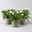 Strohblume, weiß, Topf- Ø 15 cm, 3 Pflanzen Strohblume, weiß, Topf- Ø 15 cm, 3 Pflanzen