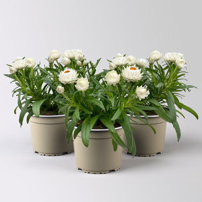 Strohblume, weiß, Topf- Ø 15 cm, 3 Pflanzen Strohblume, weiß, Topf- Ø 15 cm, 3 Pflanzen