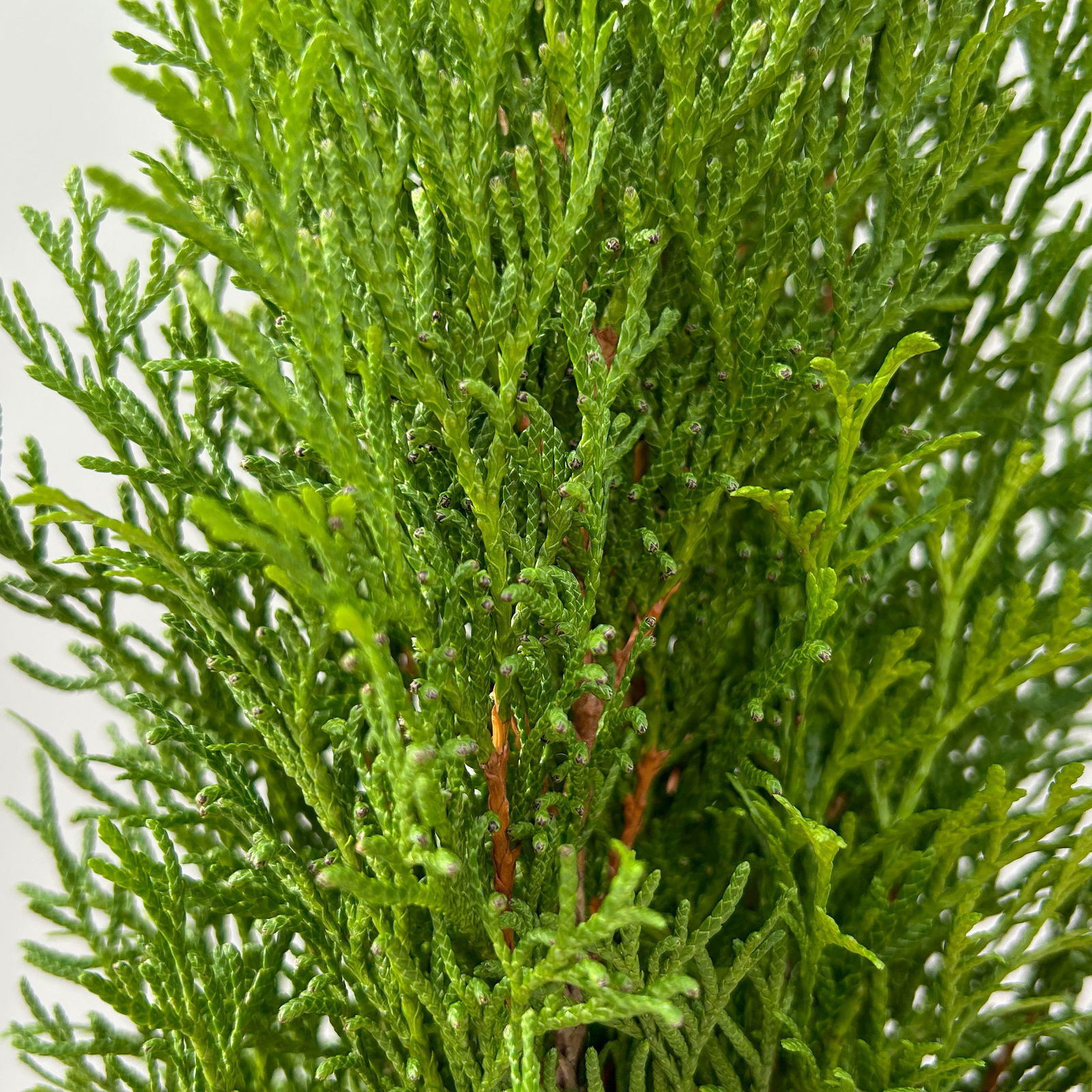 Thuja occidentalis 'Smaragd', 3er Set, Topf 13 cm Ø