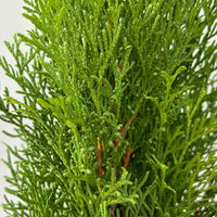 Thuja occidentalis 'Smaragd', 3er Set, Topf 13 cm Ø