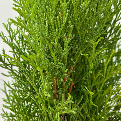 Thuja occidentalis 'Smaragd', Topf-Ø 13 cm, 6 Pflanzen Thuja occidentalis 'Smaragd', Topf-Ø 13 cm, 6 Pflanzen