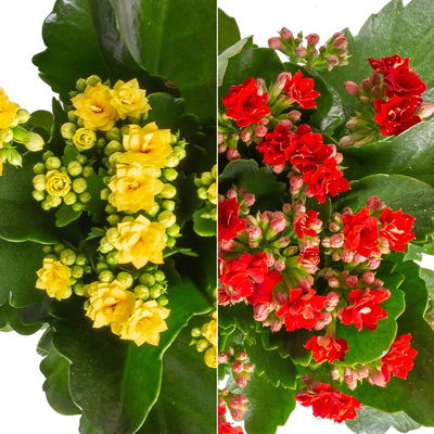 Kalanchoe 'Calandiva'®, rot&gelb, Topf Topf-Ø 12 cm, Höhe ca. 20-30cm, 6er-Set