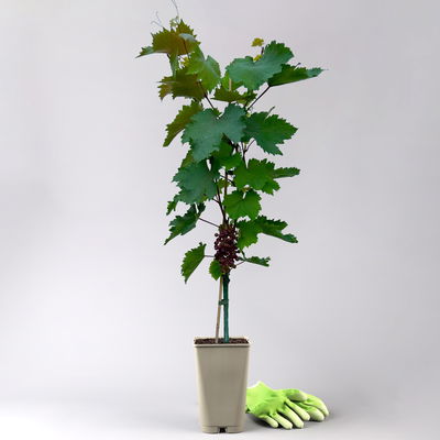 Tafeltraube 'Piroschka'(s) Tafeltraube 'Piroschka'(s)