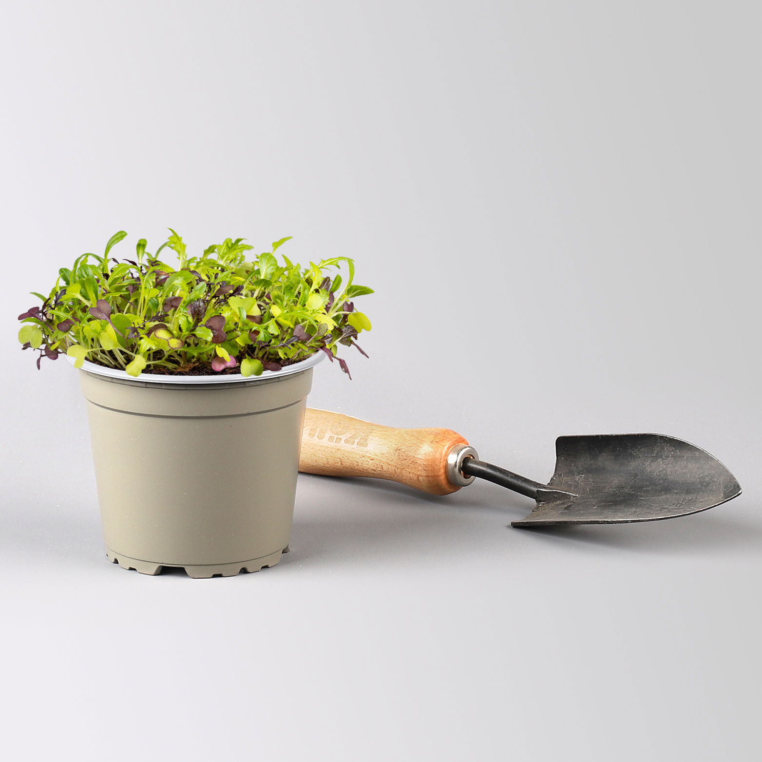 Bio Babyleaf-Salat, Topf -Ø 12 cm