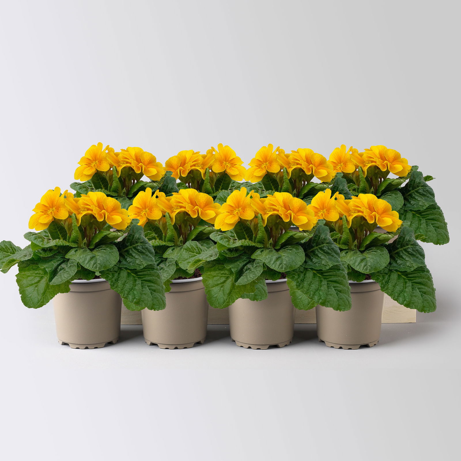 Primel dunkelgelb bis orange, Topf-Ø 10,5 cm, 8 Pflanzen Primel dunkelgelb bis orange, Topf-Ø 10,5 cm, 8 Pflanzen