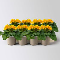 Primel dunkelgelb bis orange, Topf-Ø 10,5 cm, 8 Pflanzen Primel dunkelgelb bis orange, Topf-Ø 10,5 cm, 8 Pflanzen