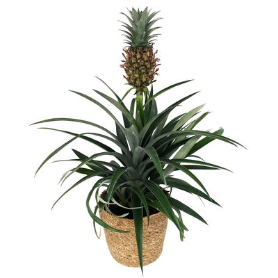 Zier-Ananas 'Amigo', Topf-Ø 12cm, mit Korb Maki, Höhe ca. 45 cm Zier-Ananas 'Amigo', Topf-Ø 12cm, mit Korb Maki, Höhe ca. 45 cm