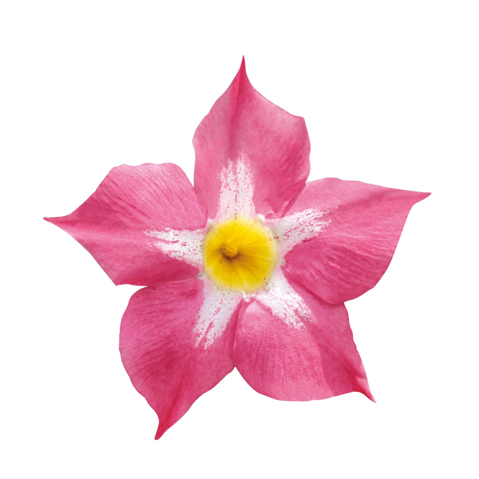 Dipladenie 'Pink Star' pink gesternt, Doppelbogen, Topf-Ø 17 cm, Höhe ca. 60 cm