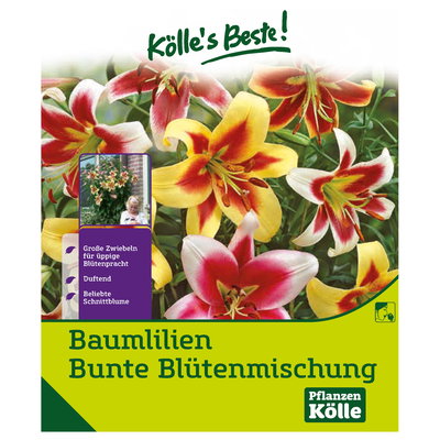 XXL Kletterbaumlilien Bunte, bunt, 12 Blumenknollen
