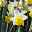 Narzisse 'Cornish King' gelb-weiß, vorgetrieben, Topf-Ø 23 cm