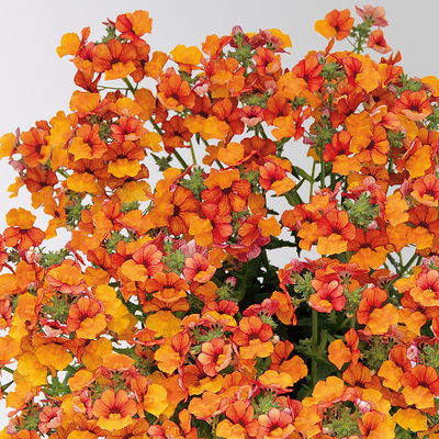 Nemesie, orange, Topf-Ø 12 cm, 6 Pflanzen