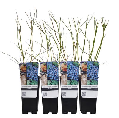 Heidelbeere 'Goldtraube', Topf je 2 Liter, 4 Pflanzen Heidelbeere 'Goldtraube', Topf je 2 Liter, 4 Pflanzen