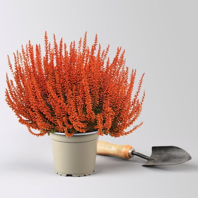 Knospenheide 'Picasso' gefärbt, Farben zufällig, Topf-Ø 12 cm, 6 Pflanzen Knospenheide 'Picasso' gefärbt, Farben zufällig, Topf-Ø 12 cm, 6 Pflanzen