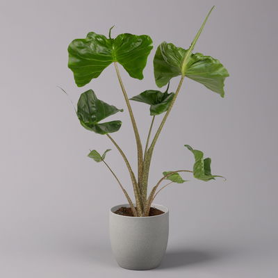 Alocasia 'Stingray', Topf-Ø 17 cm, Höhe ca. 60 cm, 2 Pflanzen Alocasia 'Stingray', Topf-Ø 17 cm, Höhe ca. 60 cm, 2 Pflanzen