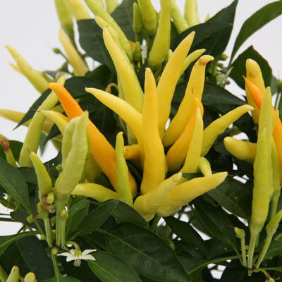 Blu Bio Paprikapflanze 'Paprikaños', Topf-Ø 15 cm, 3er Set Blu Bio Paprikapflanze 'Paprikaños', Topf-Ø 15 cm, 3er Set