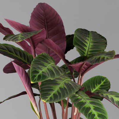 Calathea warscewiczii, Topf-Ø 21 cm. Höhe ca. 80 cm Calathea warscewiczii, Topf-Ø 21 cm. Höhe ca. 80 cm