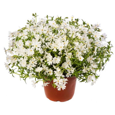 Phlox subulata weiß, Topf 11x11 cm, 3 Pflanzen Phlox subulata weiß, Topf 11x11 cm, 3 Pflanzen