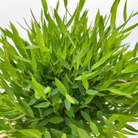 Grünpflanzenkreation 'Tierfreund', Topf-Ø 12 cm, 6 Pflanzen