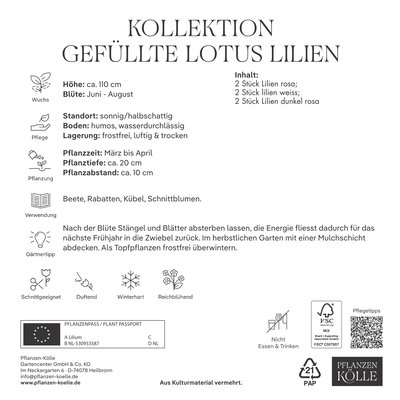 Kölles Beste Lotus-Lilien Kollektion, weiß, rosa, Größe 16/18, 6 Blumenknollen