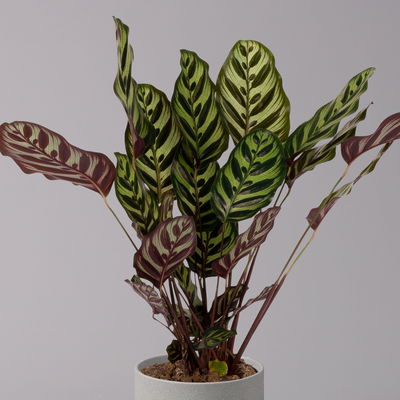 Korbmarante, Goeppertia makoyana syn. Calathea, Topf-Ø 17 cm, Höhe ca. 45 cm
