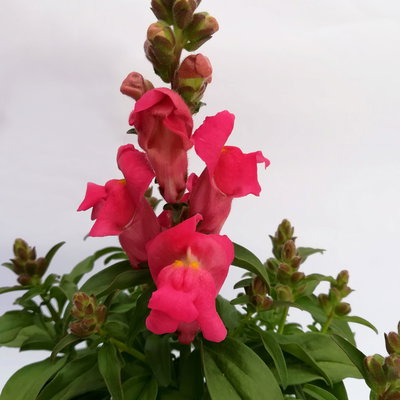 Löwenmäulchen rosa-pink, Topf 12 cm Ø, 6 Stück