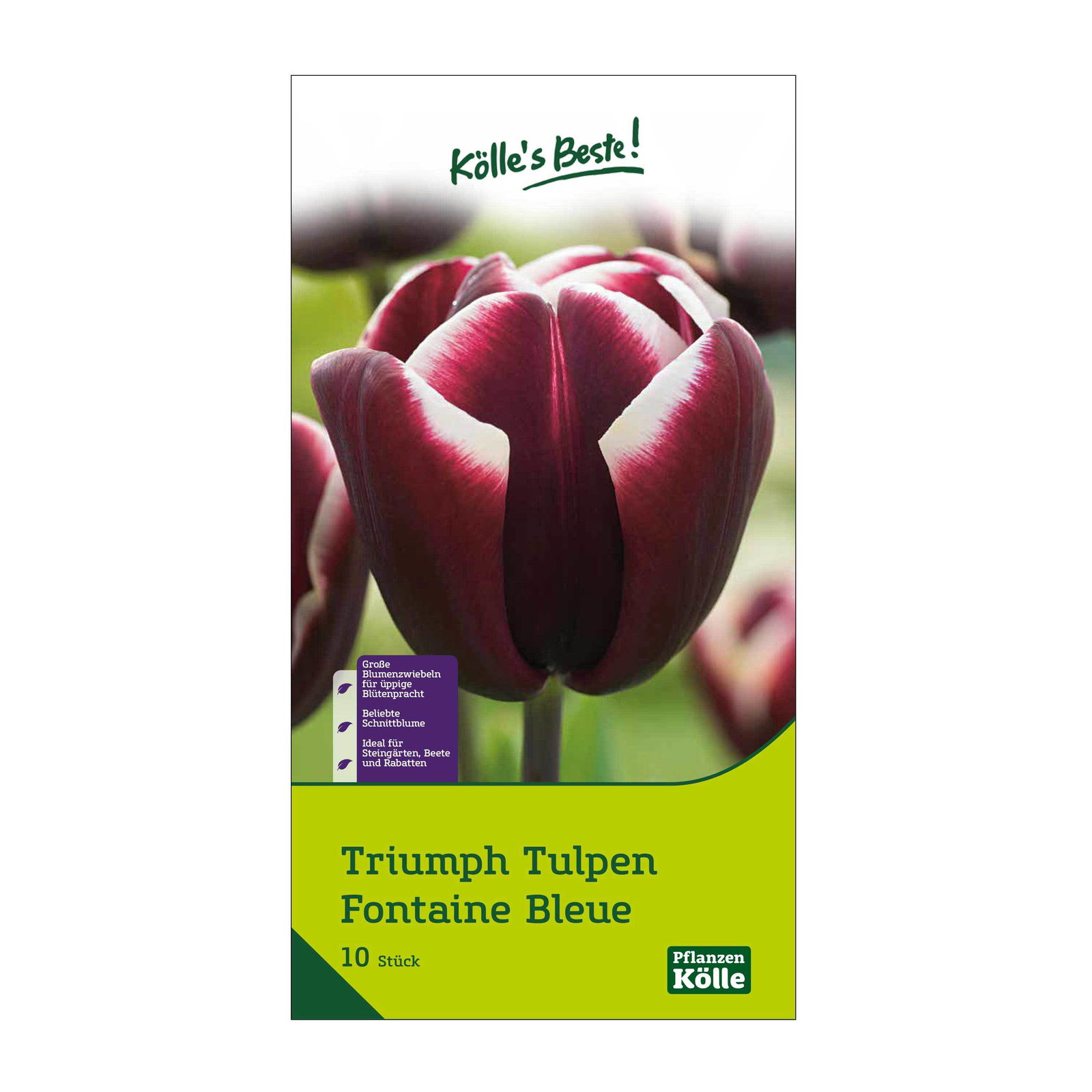 Triumph Tulpen Fontainebleue dunkelrot/weiß, 10 Blumenzwiebeln