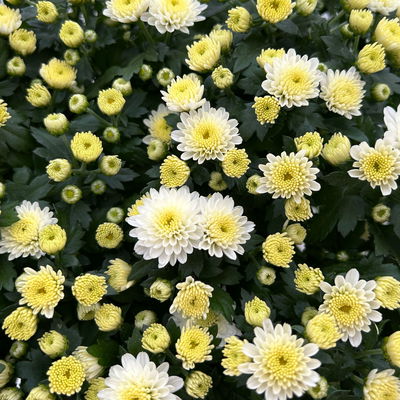 Chrysanthemen, weiß, Topf-Ø 14 cm, 4 Pflanzen Chrysanthemen, weiß, Topf-Ø 14 cm, 4 Pflanzen