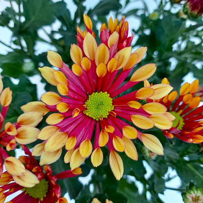 Chrysanthemen 'Splash Energy', rot-gelb, Topf-Ø 14 cm, 4 Pflanzen Chrysanthemen 'Splash Energy', rot-gelb, Topf-Ø 14 cm, 4 Pflanzen