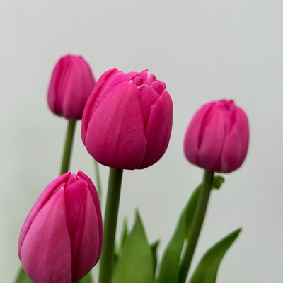 Tulpe, dunkelpink gefüllt, vorgetrieben, Topf-Ø 15 cm, 3 Pflanzen