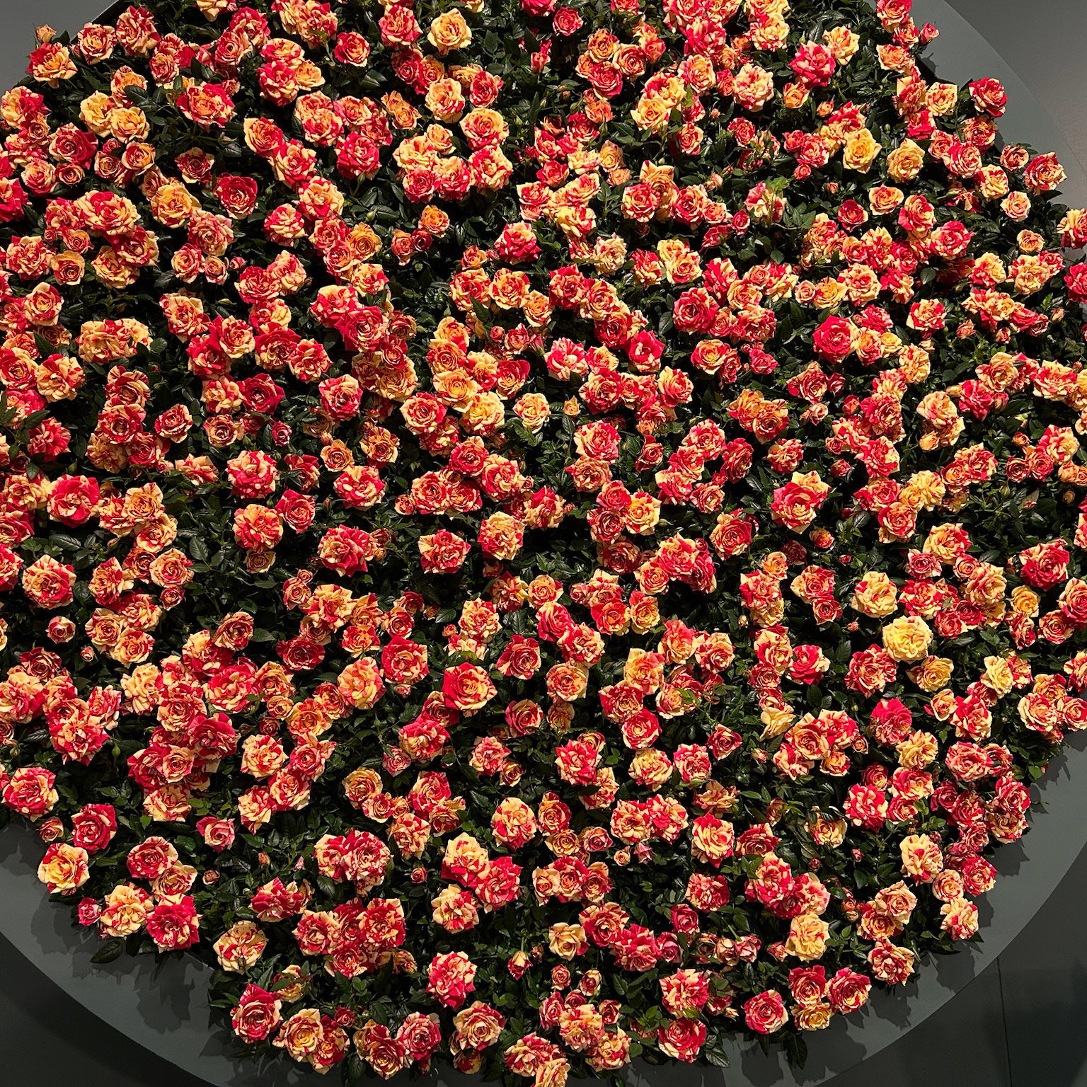 Rose 'Liss', rot-gelb, Topf-Ø 10,5 cm, 3 Pflanzen Rose 'Liss', rot-gelb, Topf-Ø 10,5 cm, 3 Pflanzen