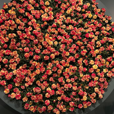 Rose 'Liss', rot-gelb, Topf-Ø 10,5 cm, 3 Pflanzen Rose 'Liss', rot-gelb, Topf-Ø 10,5 cm, 3 Pflanzen