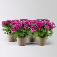 Chrysanthemen 'Chrysanne®Grandezza Purple', lila, Topf-Ø 13 cm, 4 Pflanzen