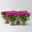 Chrysanthemen 'Chrysanne®Grandezza Purple', lila, Topf-Ø 13 cm, 4 Pflanzen Chrysanthemen 'Chrysanne®Grandezza Purple', lila, Topf-Ø 13 cm, 4 Pflanzen