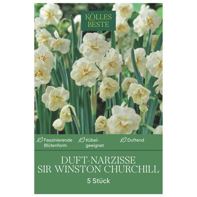 Gefüllte Narzissen Sir Winston Churchill weiß, 5 Blumenzwiebeln