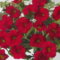 Pflanzenkreation 'WM-Edition', 6 Pflanzen inkl. Erde und Dünger Pflanzenkreation 'WM-Edition', 6 Pflanzen inkl. Erde und Dünger