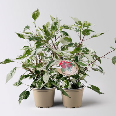 Hibiskus 'Variegata' rot, Topf-Ø 13 cm, Höhe ca. 25 cm, 2 Pflanzen
