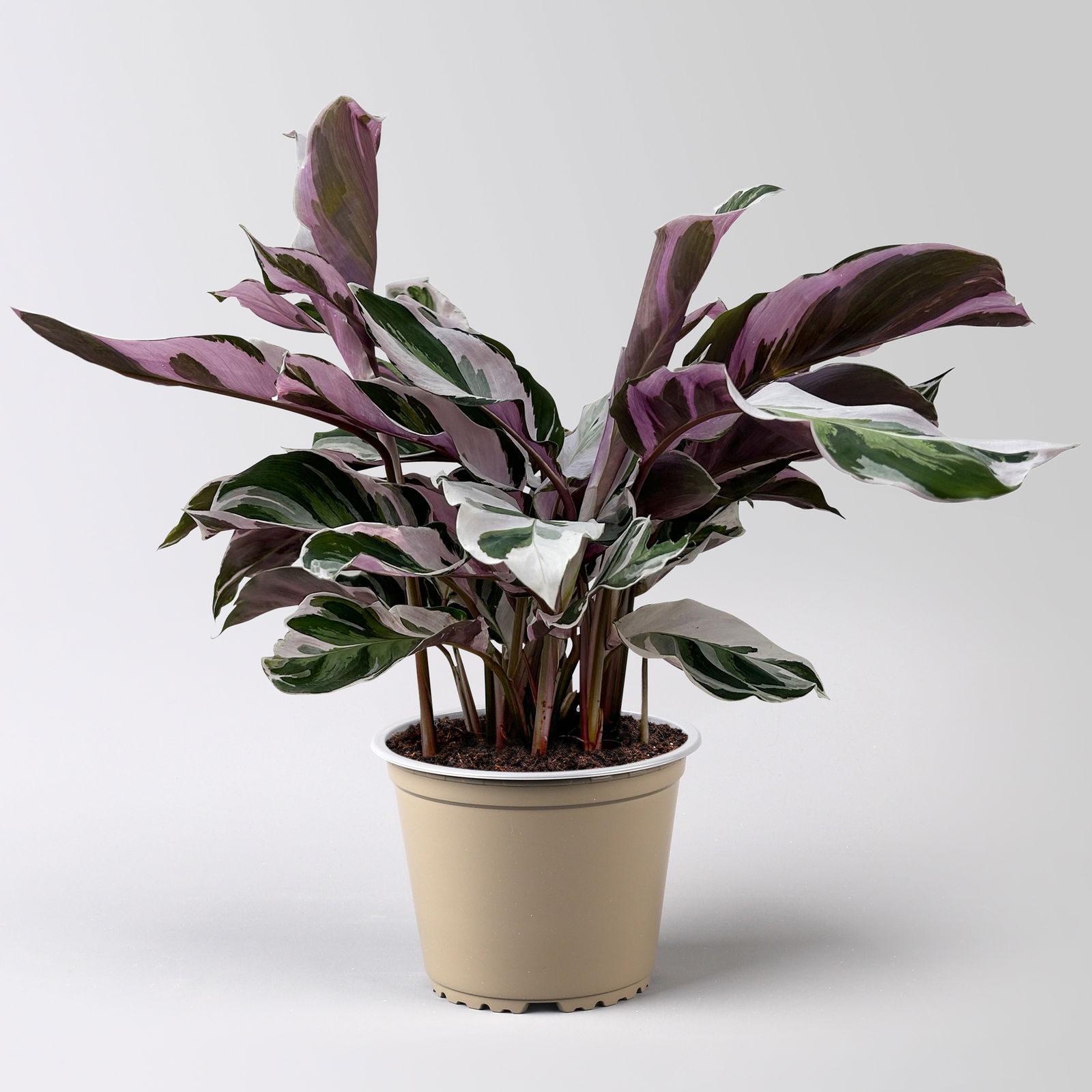 Calathea 'Fusion White', Topf-Ø 14 cm, Höhe ca. 30 cm